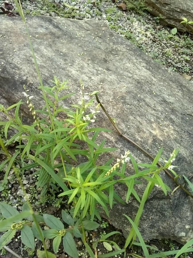 Poligala paniculata 14