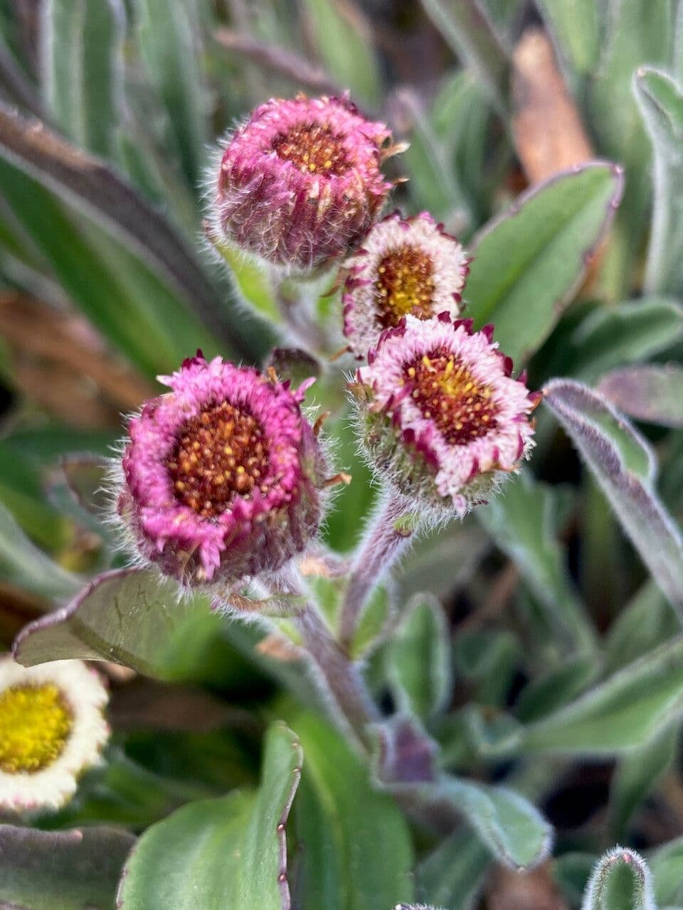 Erigeron 4
