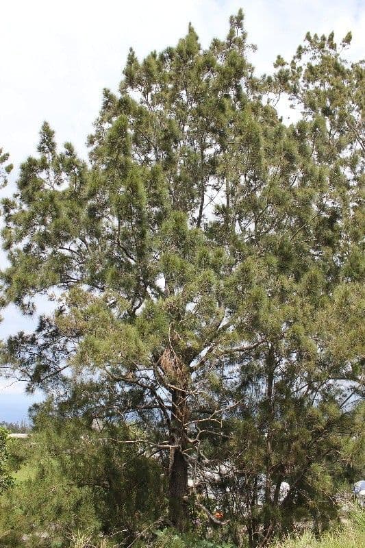Casuarina di Cunningham 11