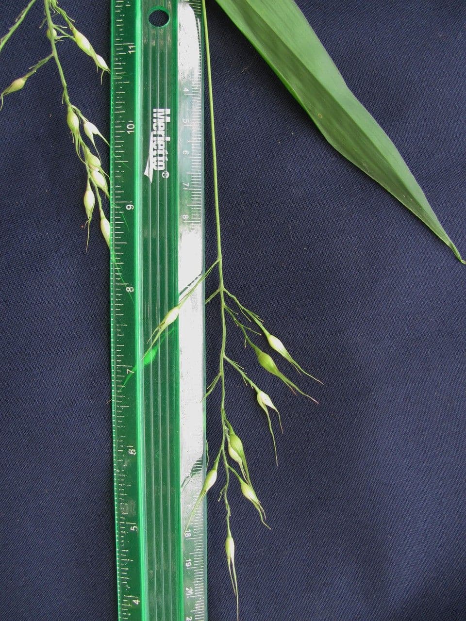 Olyra latifolia 4
