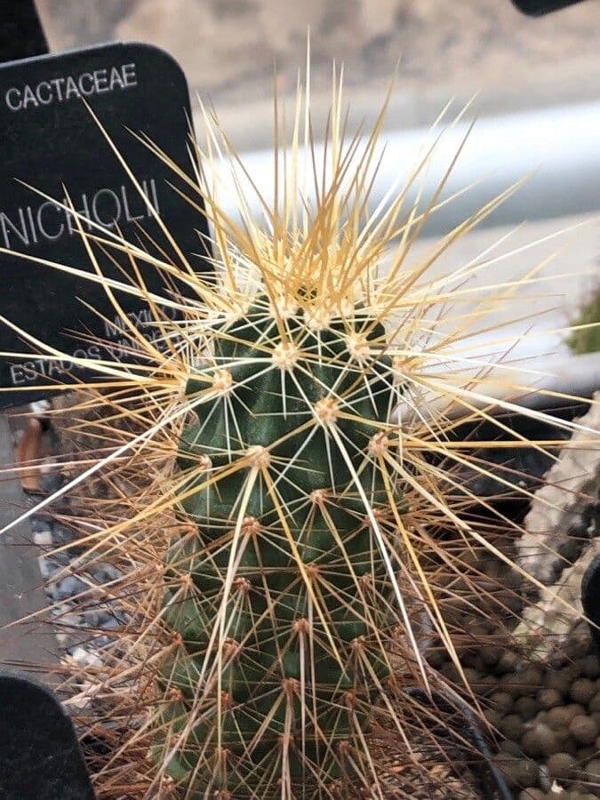 Nichols Igelkaktus