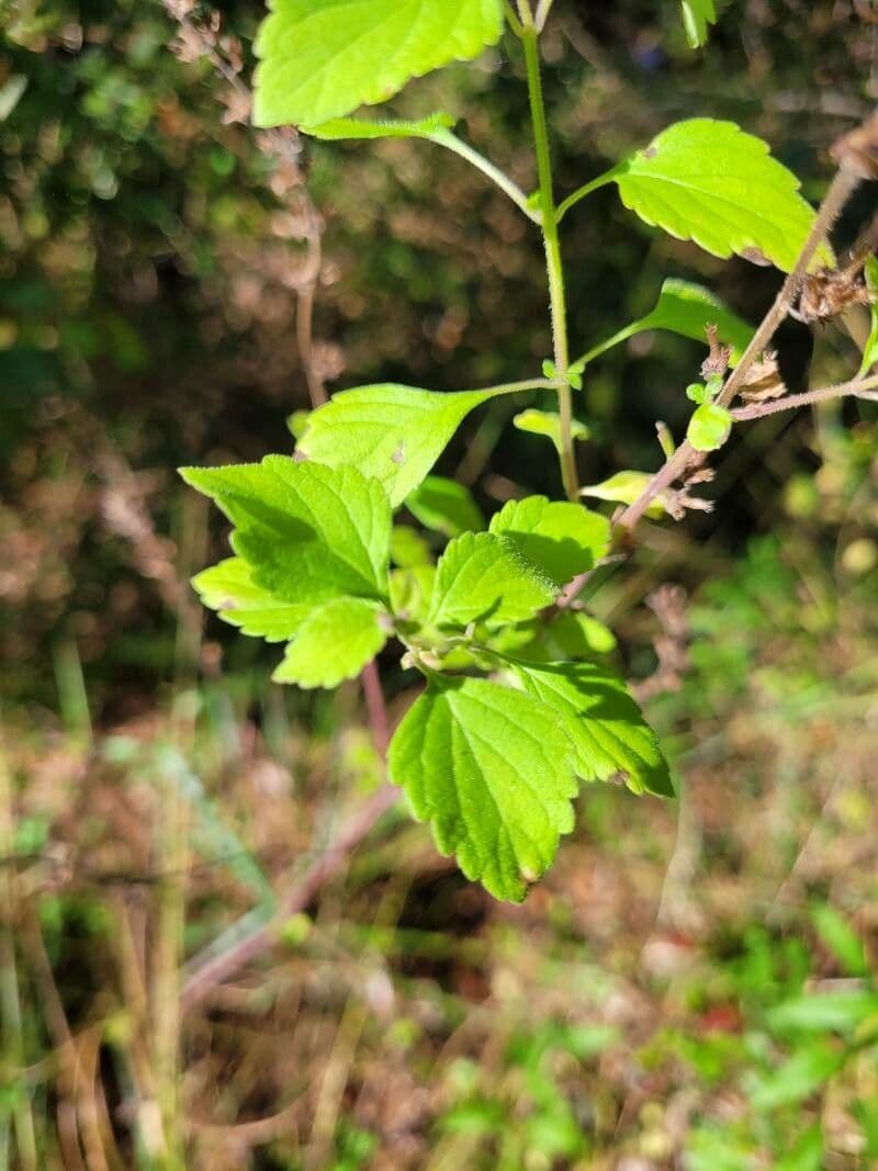 Alabama-Glockenblume 8