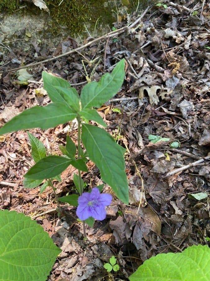 Ruellia 13