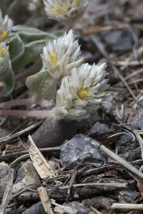 Gomphrena 4