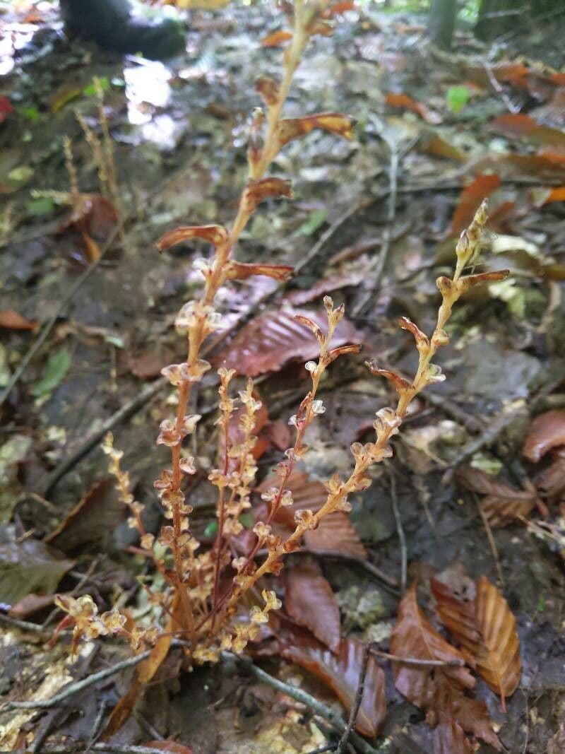 Epifagus virginiana 20