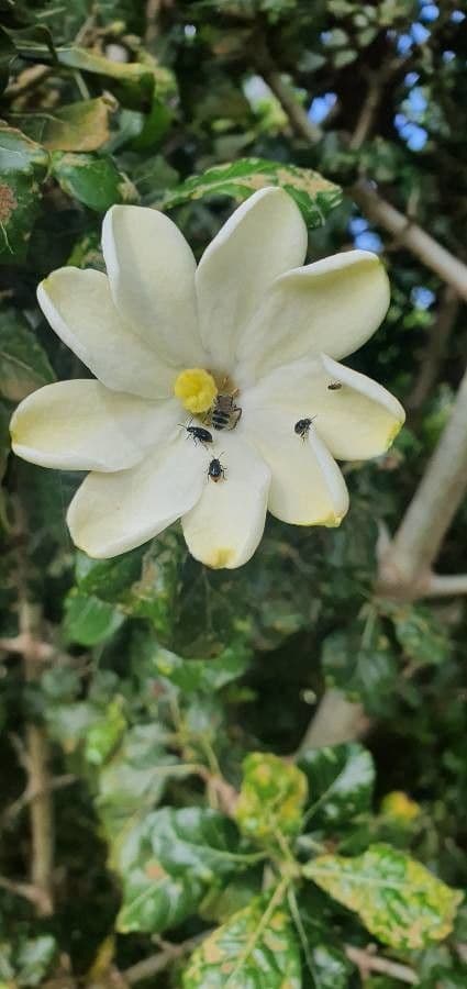 Gardenia Volkensa 6