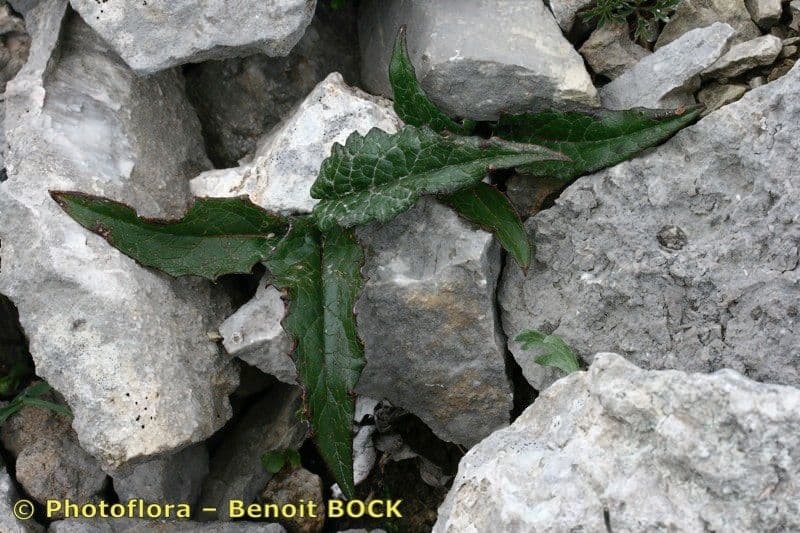 Saussurea discolor 21