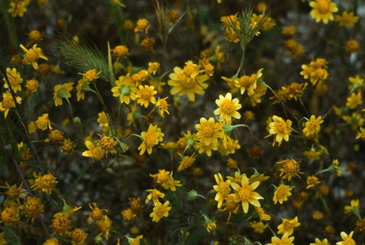 Lasthenia californica 14