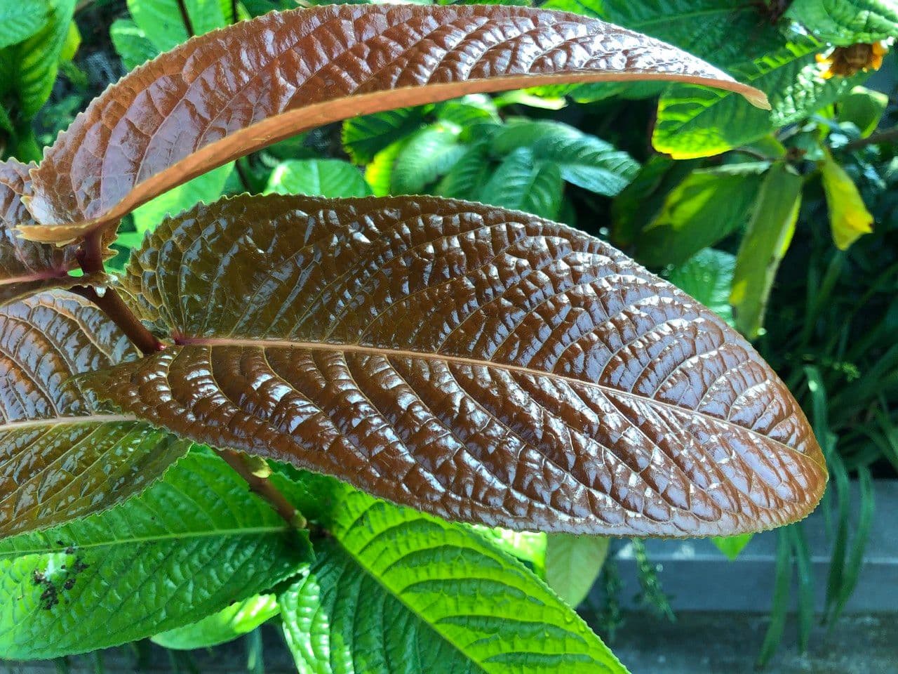 Camelia 5