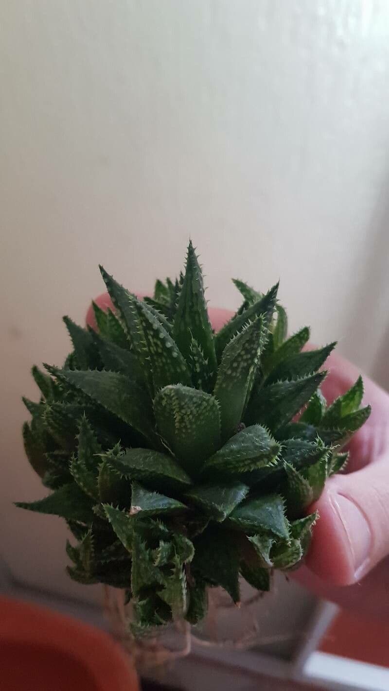 Haworthia 5