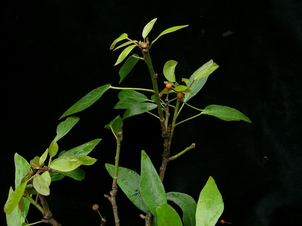 Edera nepalese 4