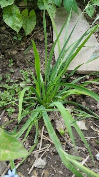 Schmalblättriges Blauaugengras 15