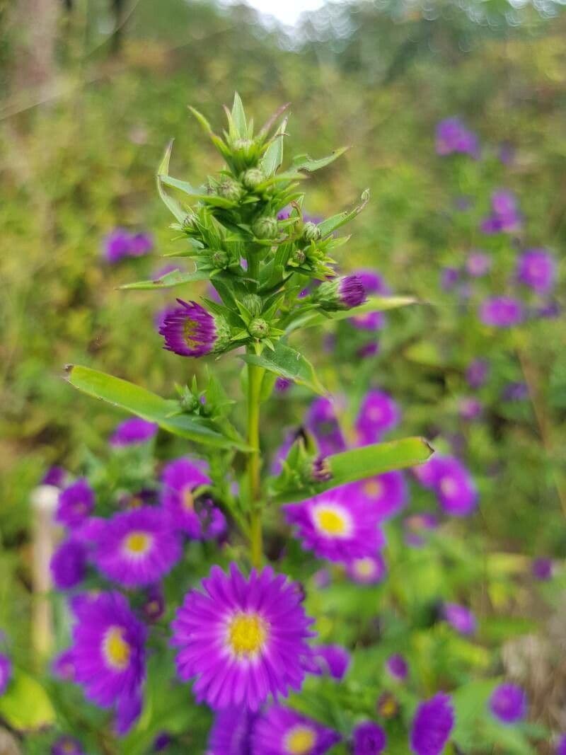 Fleabane piękny 23