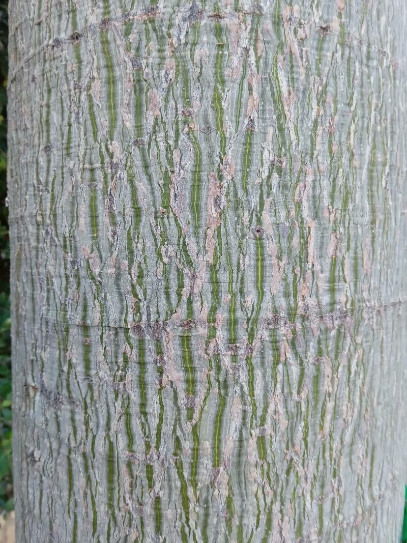Australischer Flaschenbaum 8