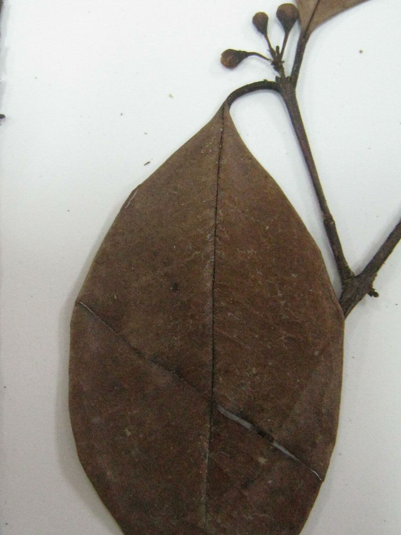Eugenia 2