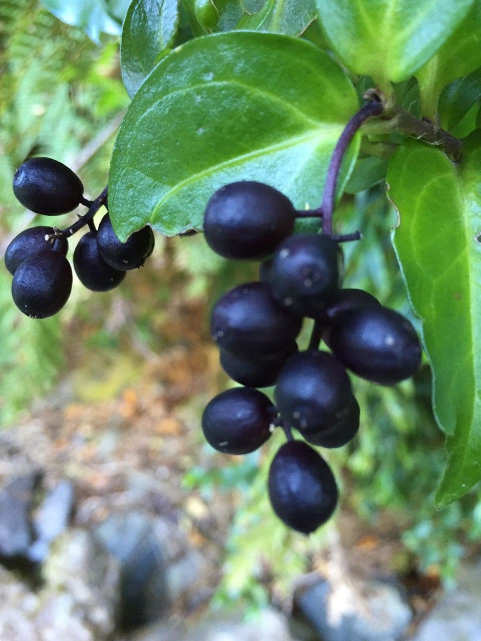 Griselinia 5
