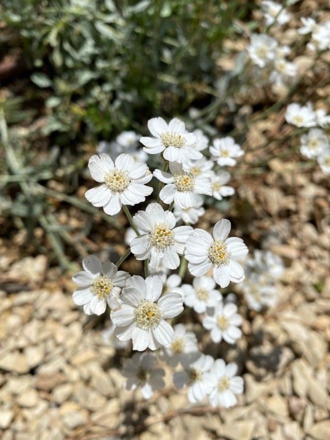 Achillea 3