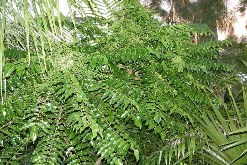 Polyscias 6