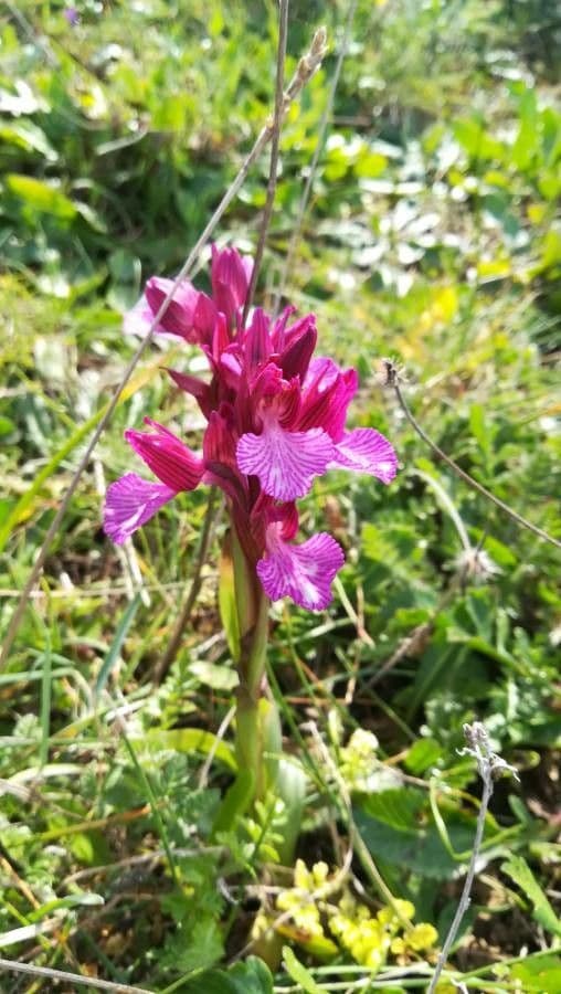 Orchis papillon 3