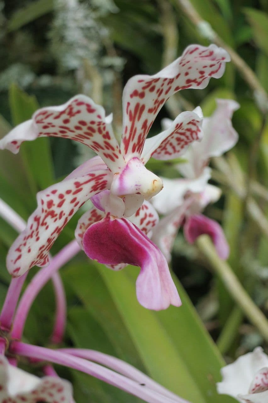 Vanda 2