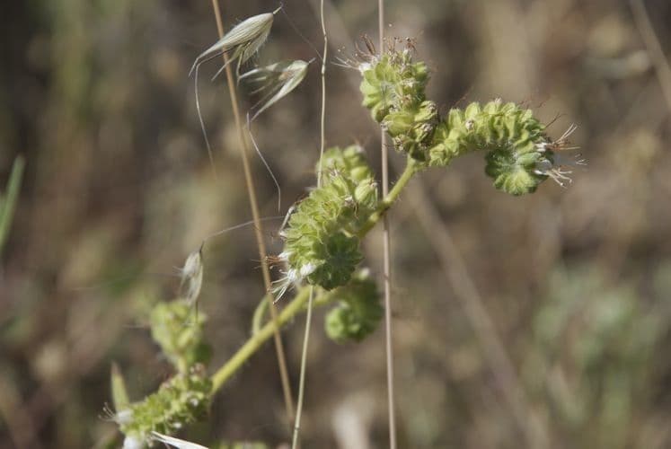 Phacelia 2