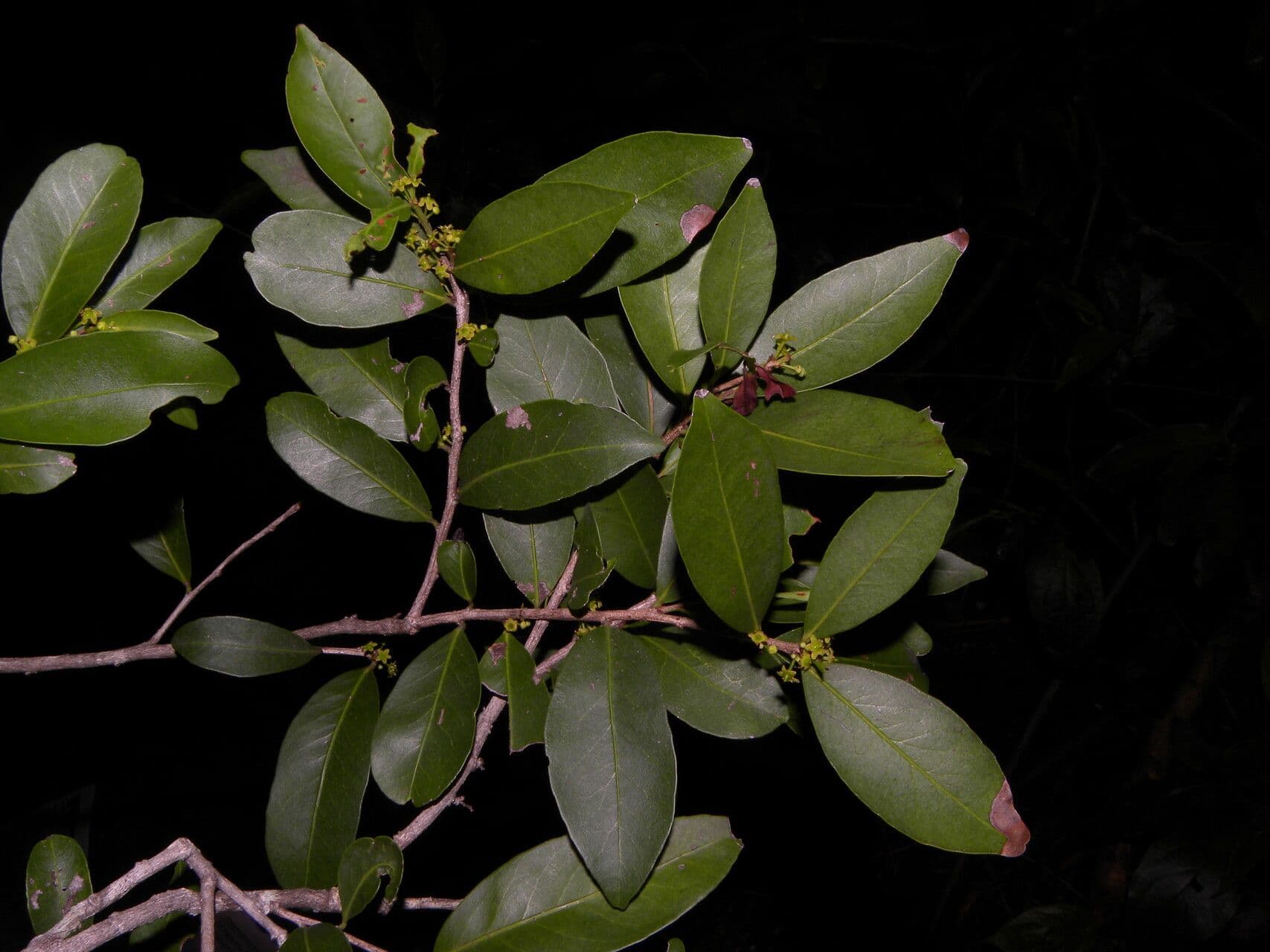 Maytenus 8