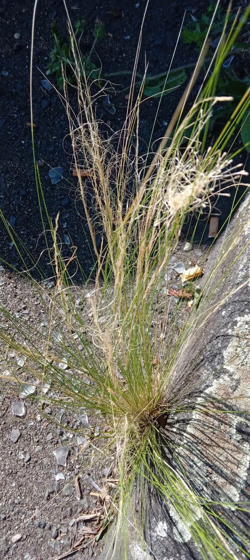 Nassella tenuissima 14