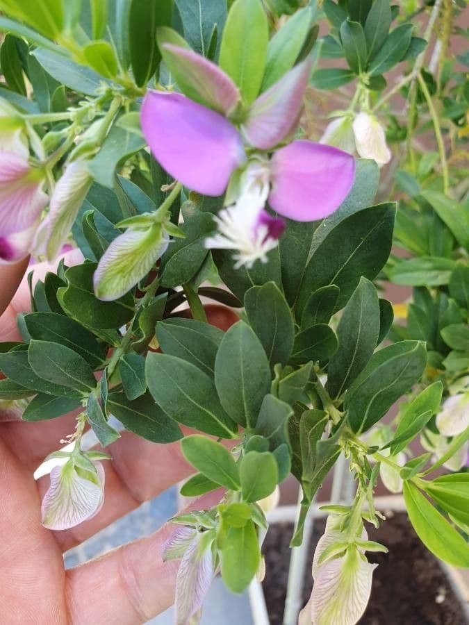 Myrtenblättrige Kreuzblume 3