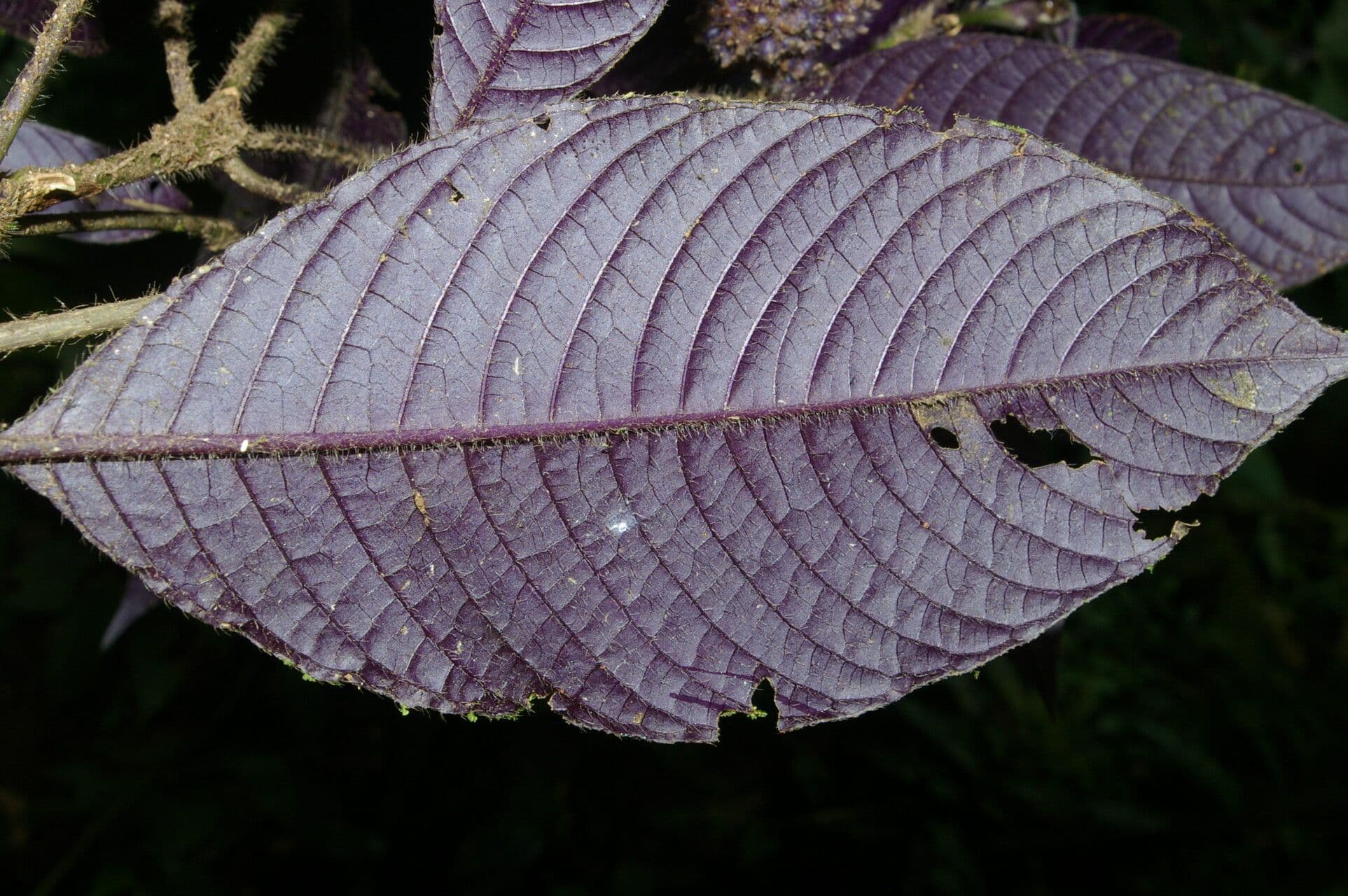 Psychotria 6