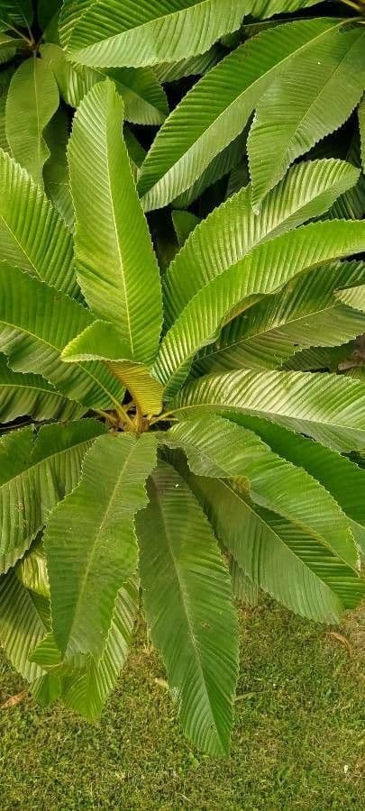 Dillenia indica 16
