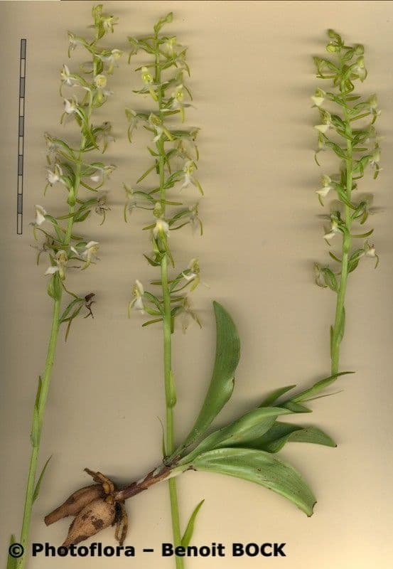Platantera verdastra 26