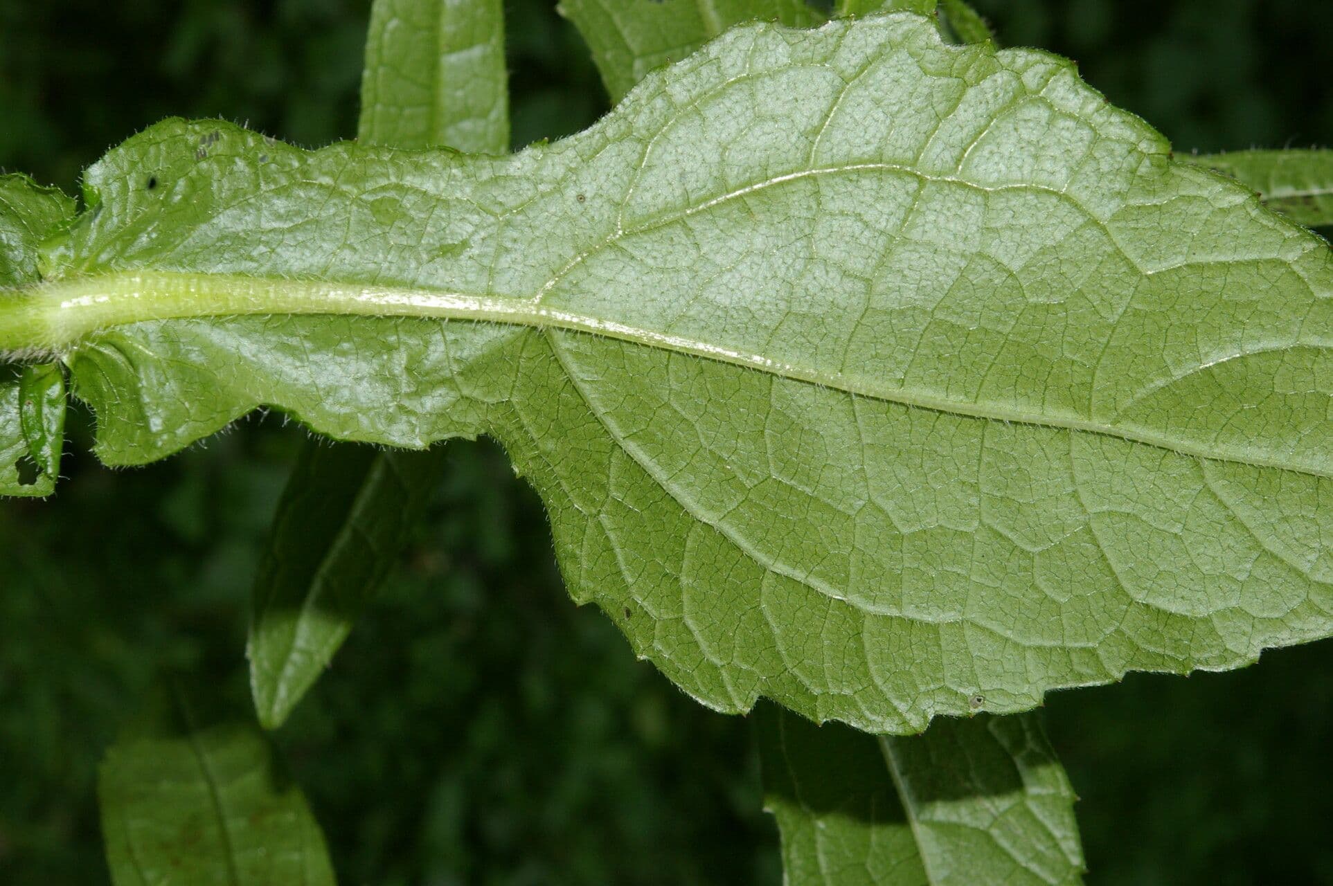 Sigesbeckia 8