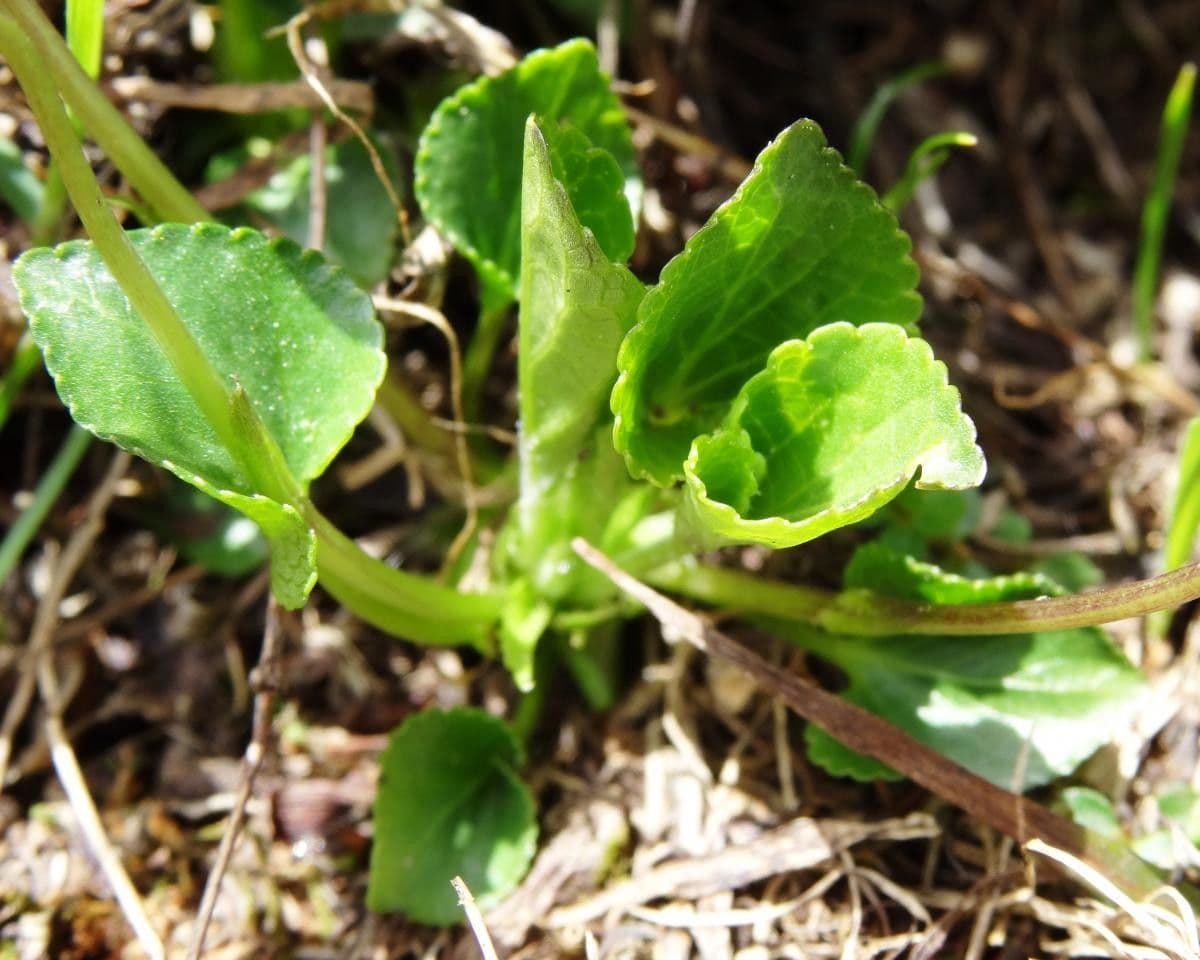 Viola pirenaica 11