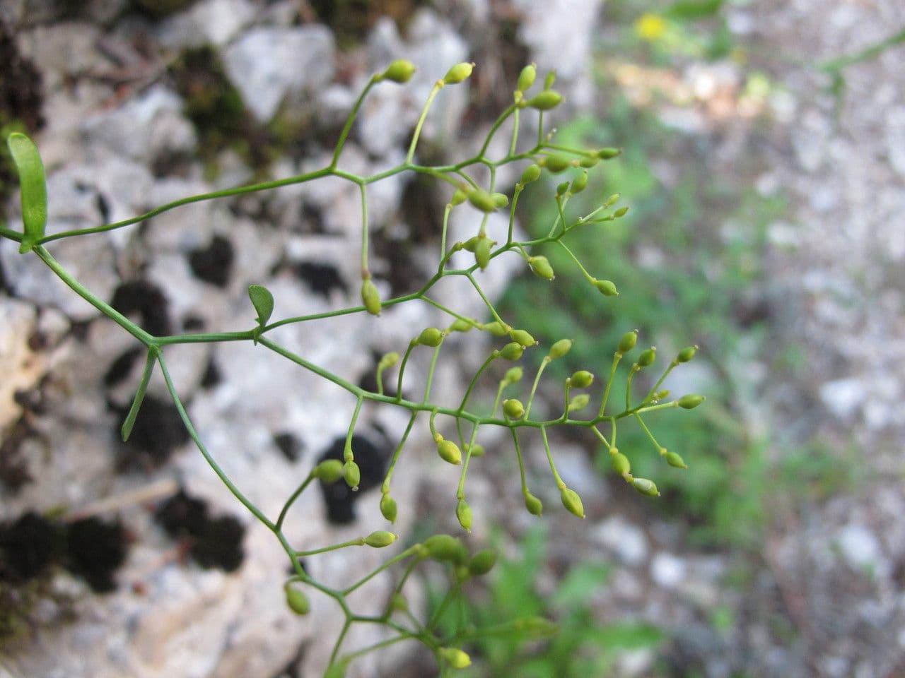 Coclearia sassifraga 26