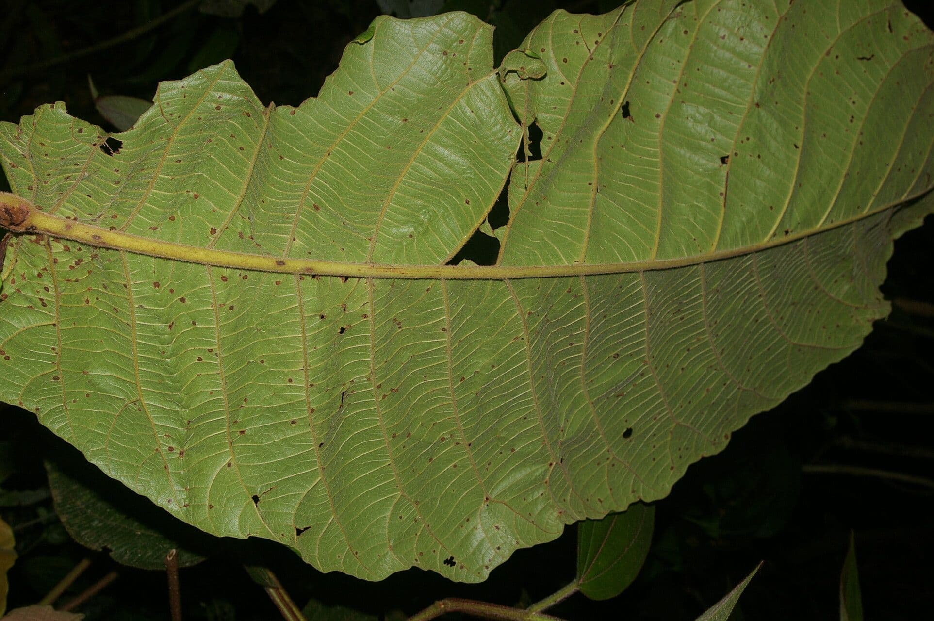 Sloanea 3
