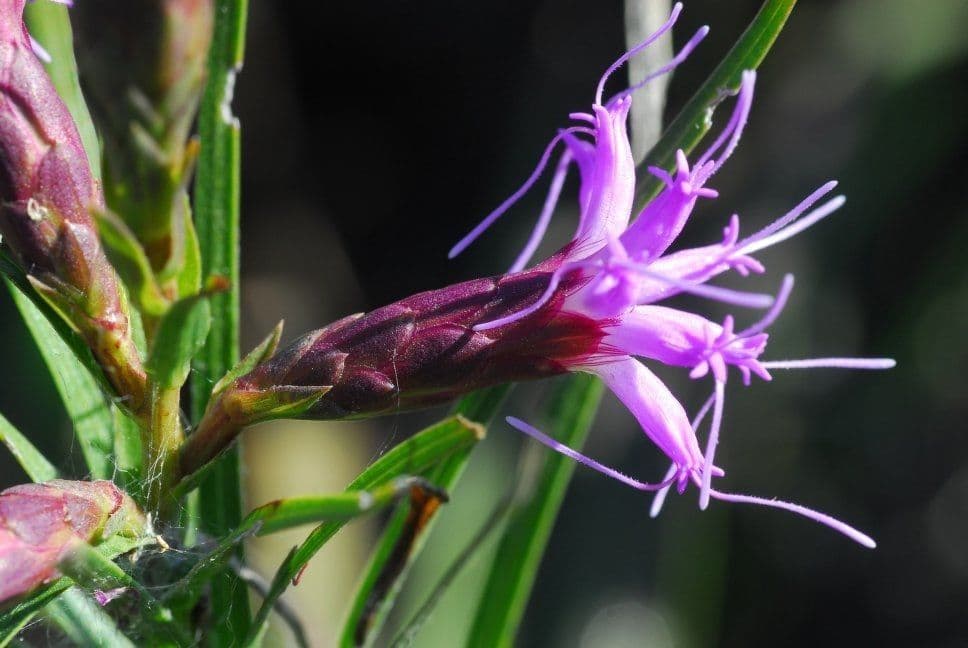 Liatris cilindrica