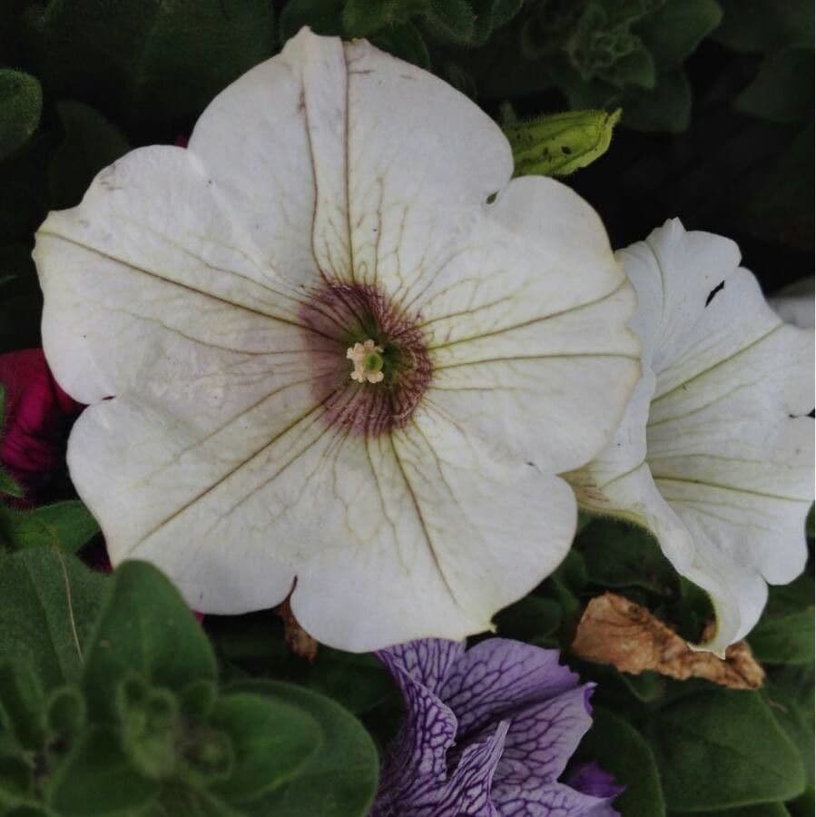 Petunia 5