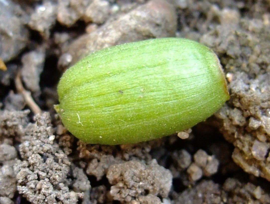 Sněženka podsněžník 2