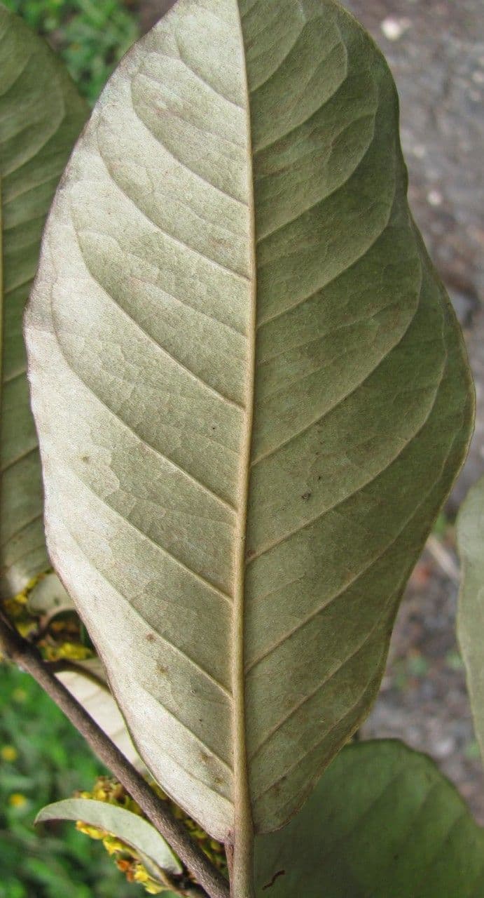 Heteropterys 5