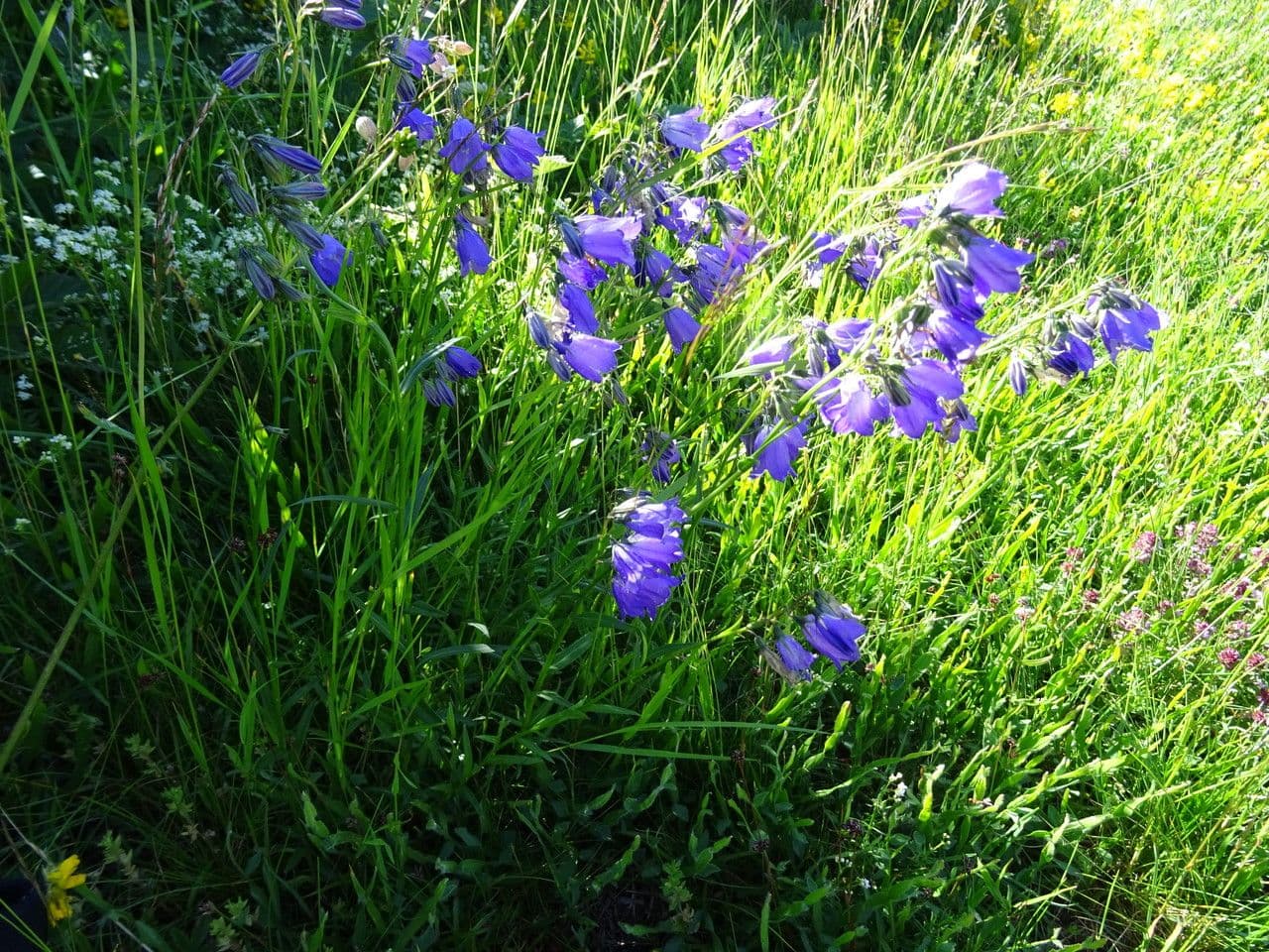 Campanula di Scheuchzer 21