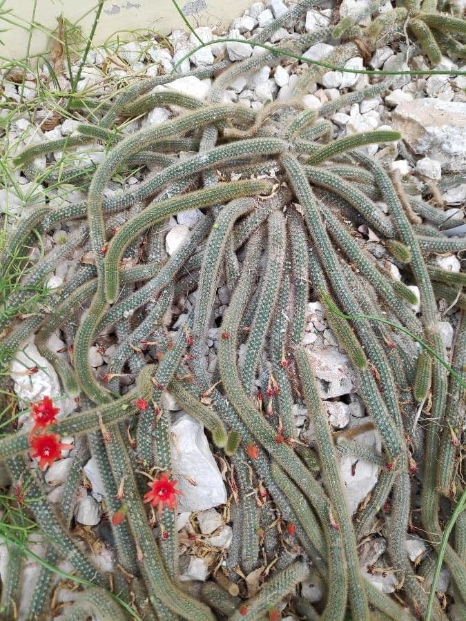 Cleistocactus 7