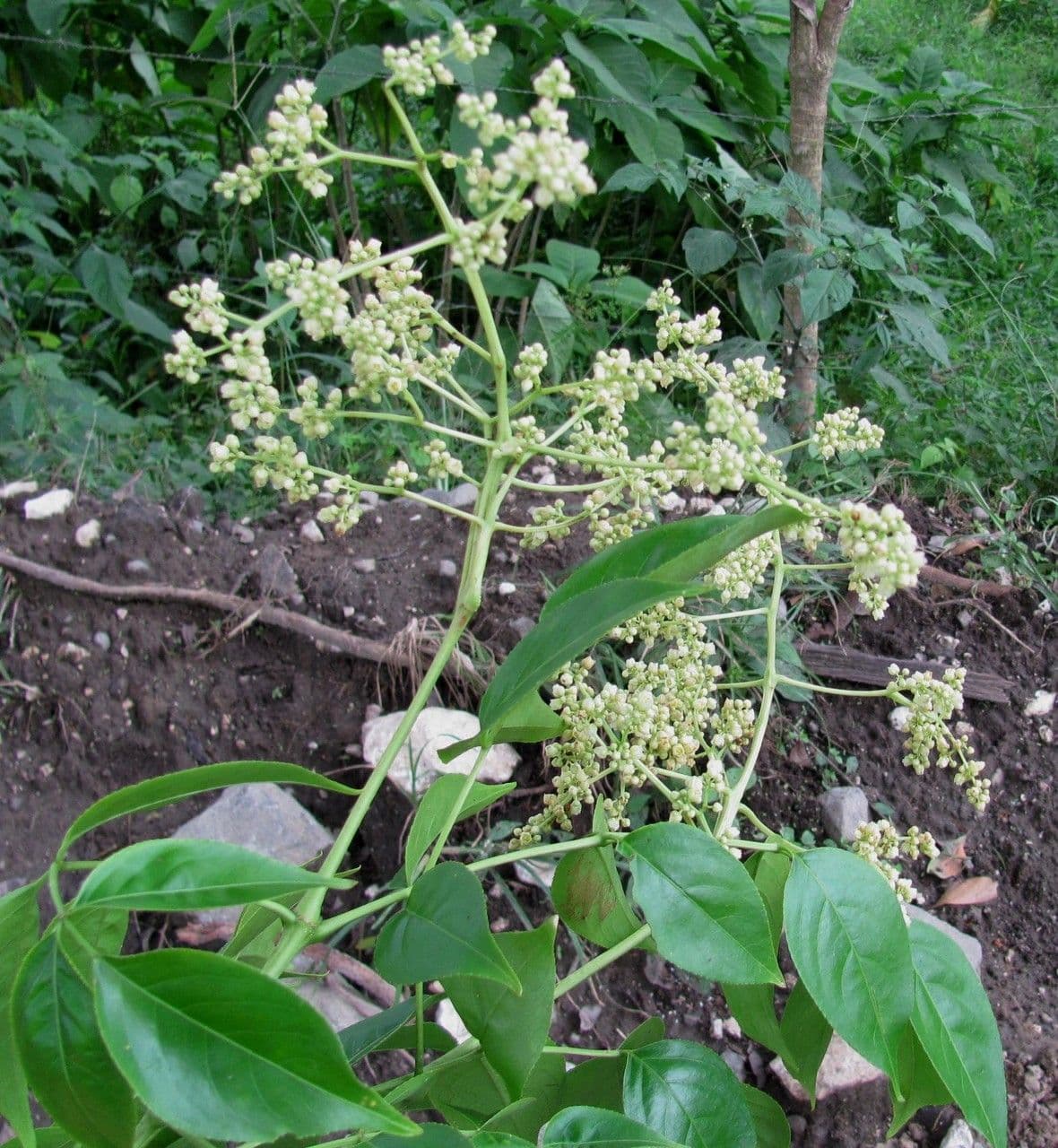 Turpinia 5
