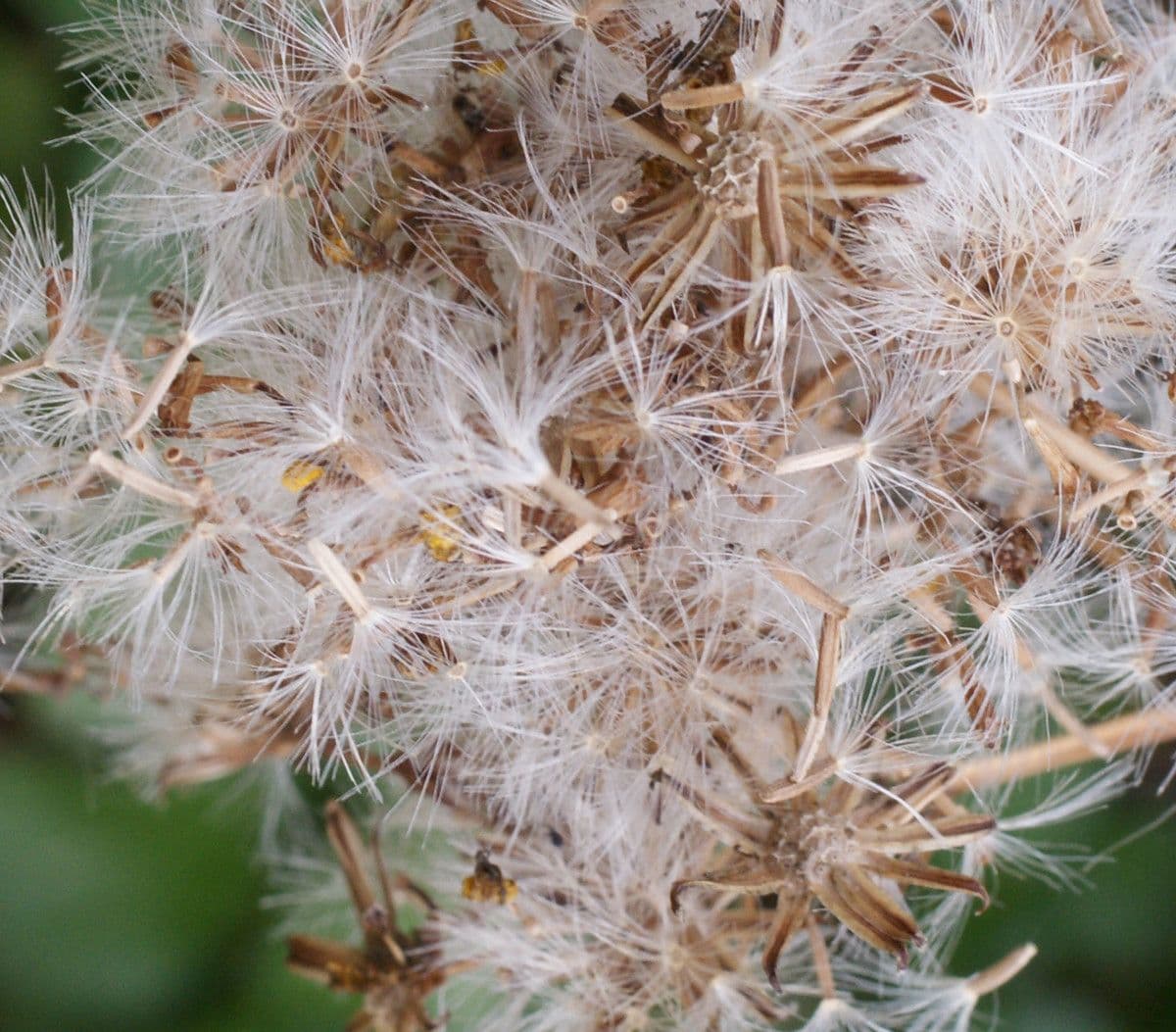 Senecio angulatus