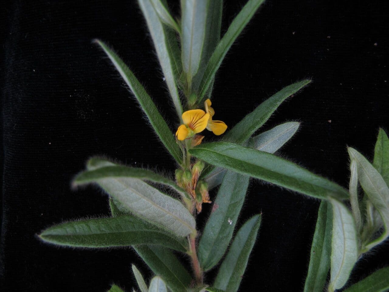 Eriosema