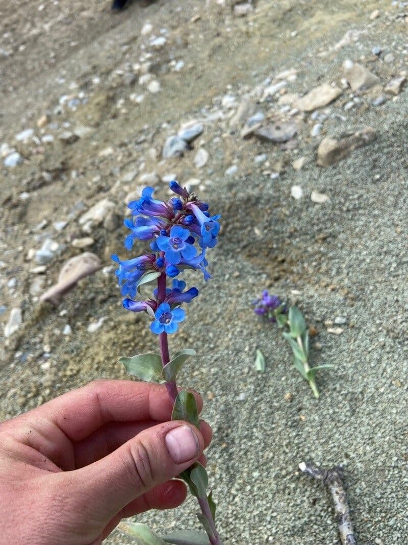 Penstemon 4
