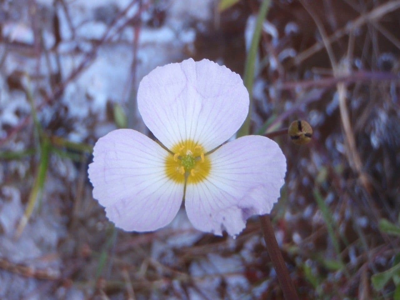Alisma lancéolé 10