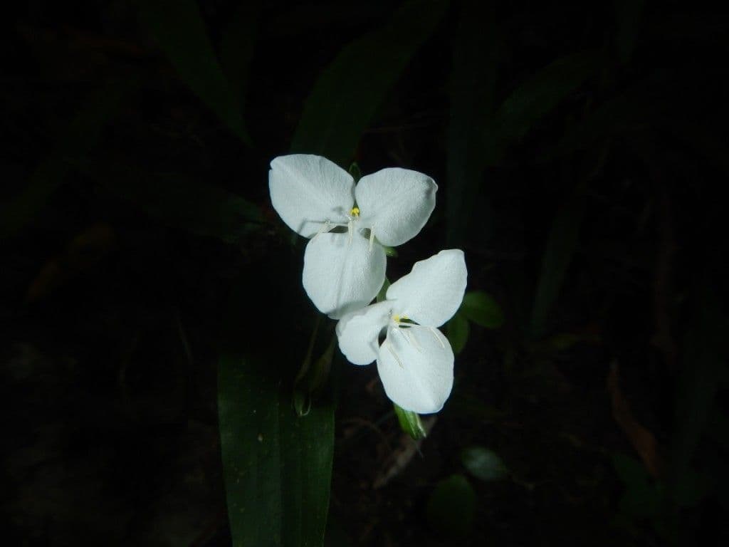 Aneilema