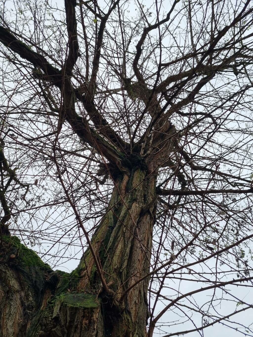 Robinia viscosa 14