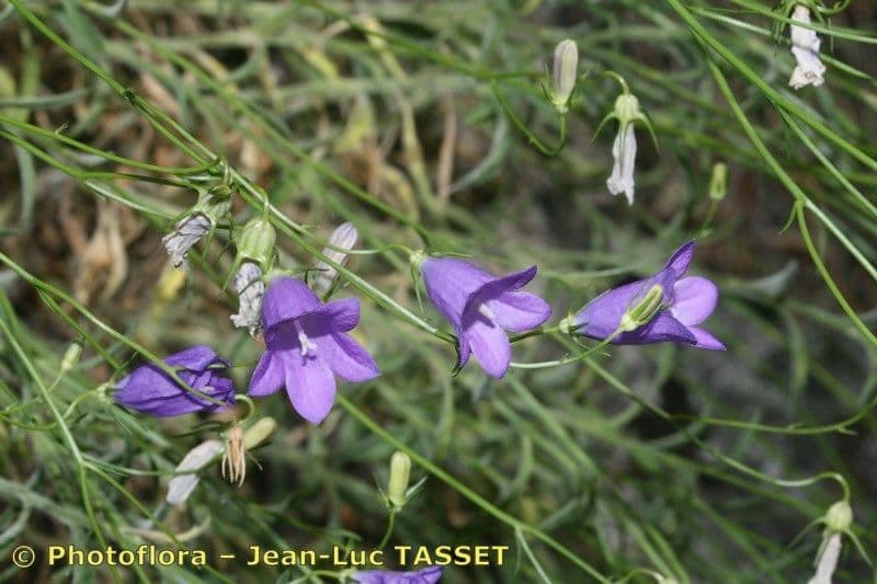 Campanula 5