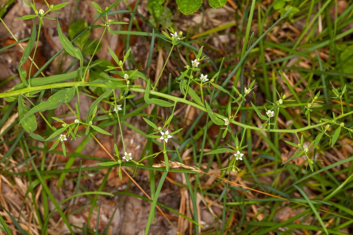 Thesium linofilo 20